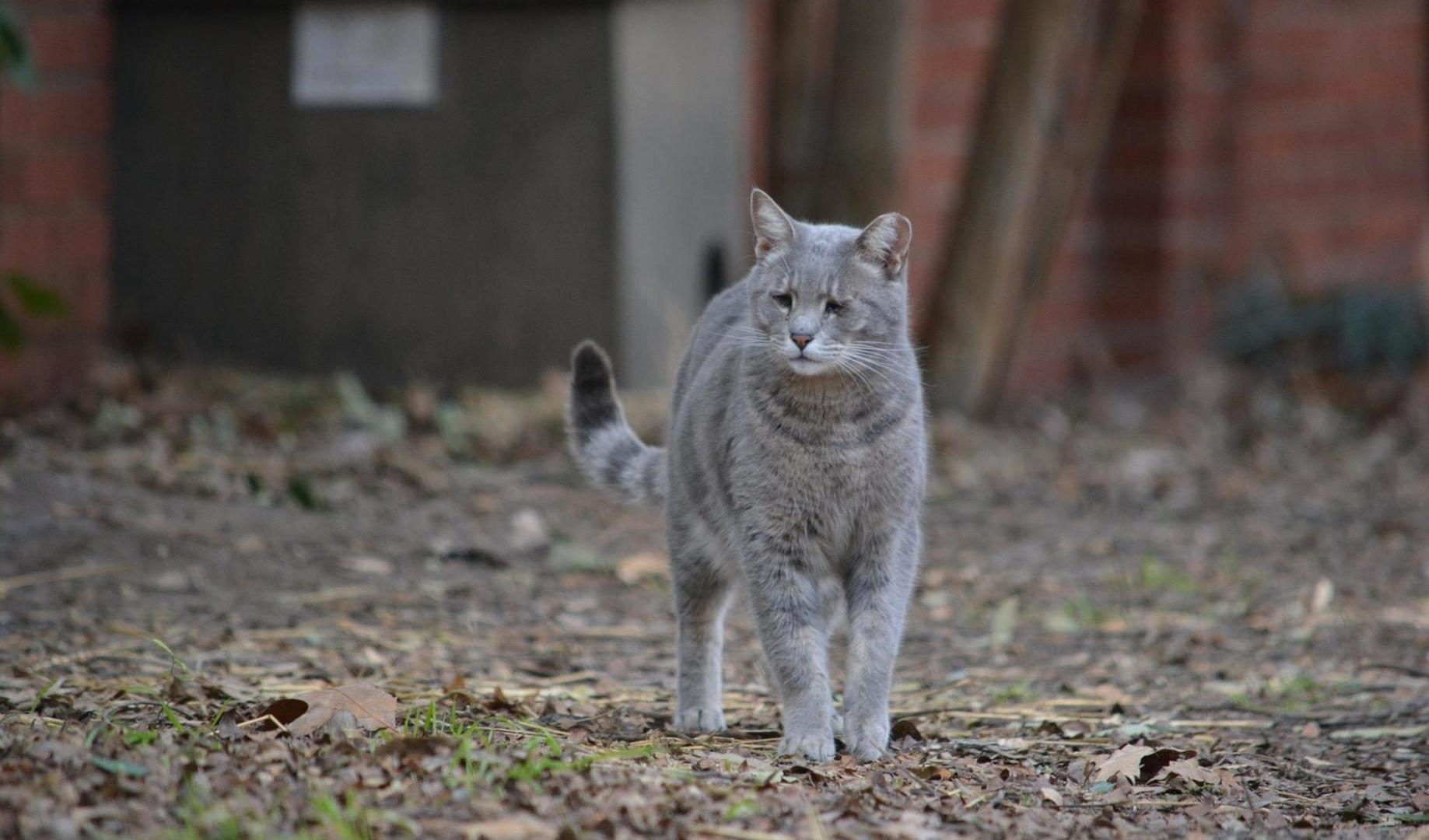 The Feral Cat Group at SMU SMU Giving Day